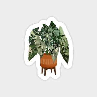 Philodendron Burle Marxii Variegata Sticker